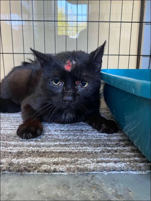 Znaleziono kota, Grudziądz, 25 maja 2025