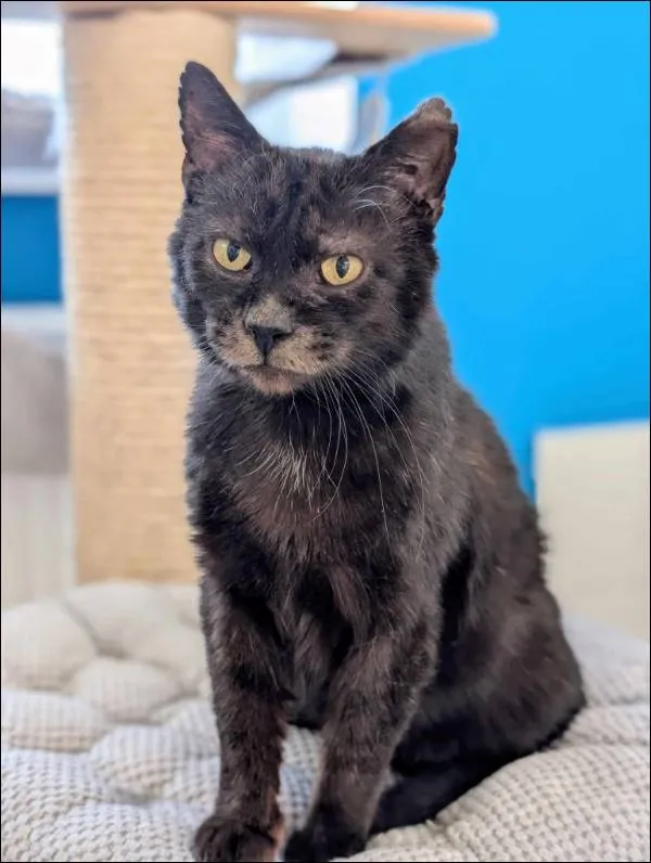 Znaleziono kota, Grudziądz, 3 marca 2025