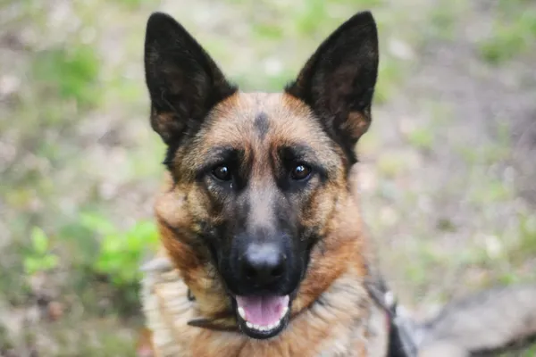 Pies do adopcji, Milanówek, 25 maja 2025 (1/5)