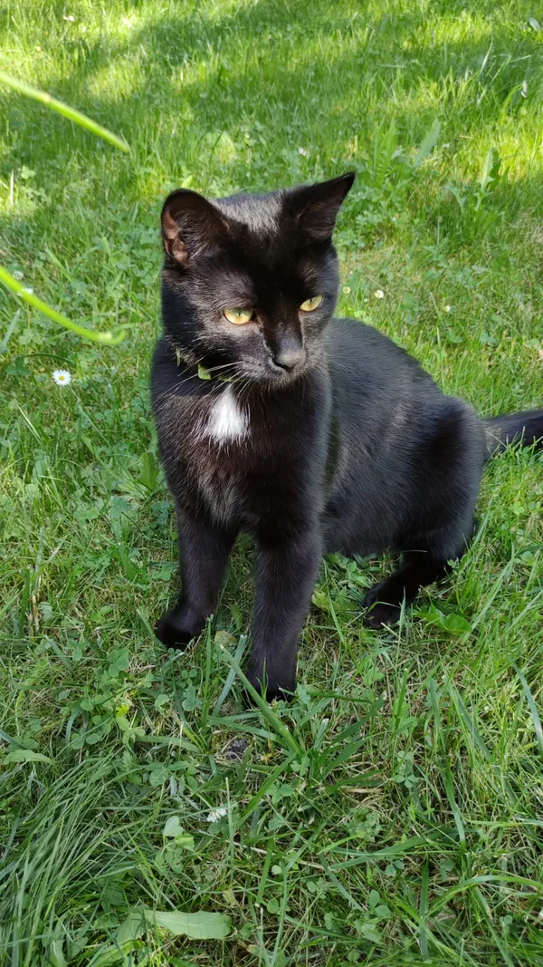 Zaginął kot, Łódź, 25 maja 2025