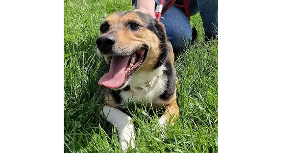 Pies do adopcji, Wrocław, 24 października 2023