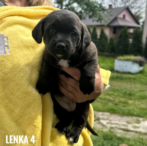 Pies do adopcji, Rytlów, 26 maja 2025 (4/5)