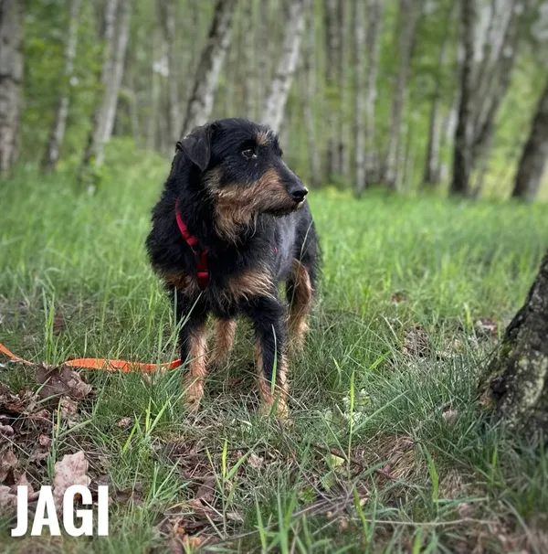 Pies do adopcji, Rytlów, 26 maja 2025