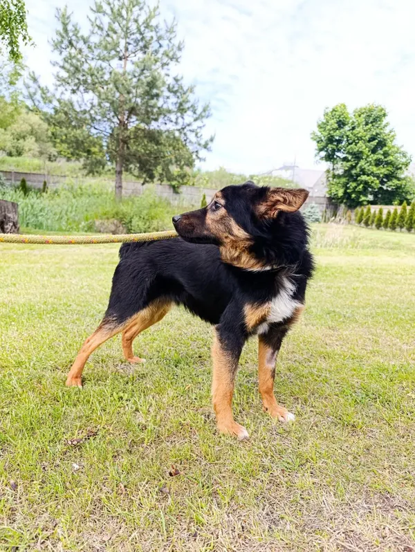 Pies do adopcji, Bełchatów, 16 kwietnia 2025 (5/5)