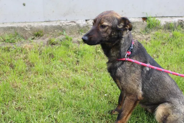 Pies do adopcji, Bełchatów, 17 września 2024 (1/4)