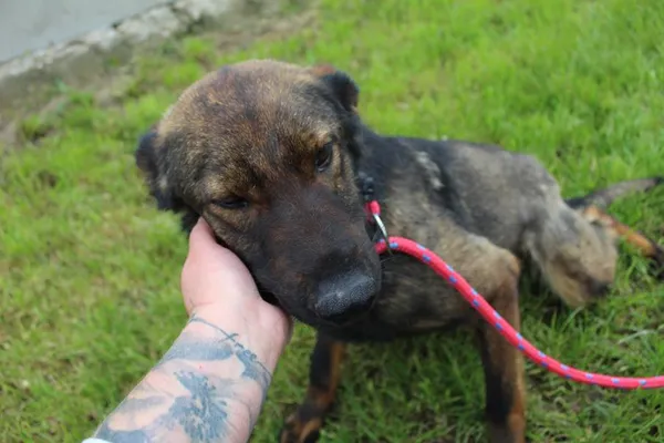 Pies do adopcji, Bełchatów, 17 września 2024 (2/4)