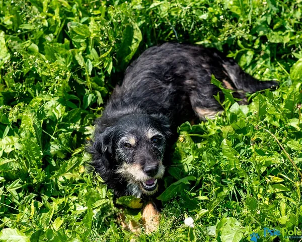 Znaleziono psa, Racławice, 23 maja 2025 (1/5)