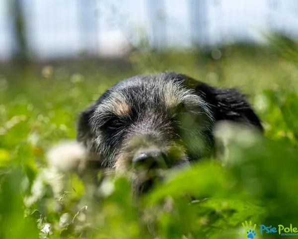 Znaleziono psa, Racławice, 23 maja 2025 (4/5)