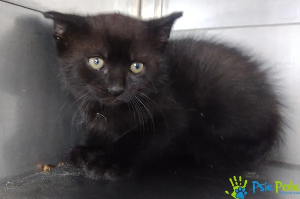 Znaleziono kota, Racławice, 23 maja 2025 (1/2)