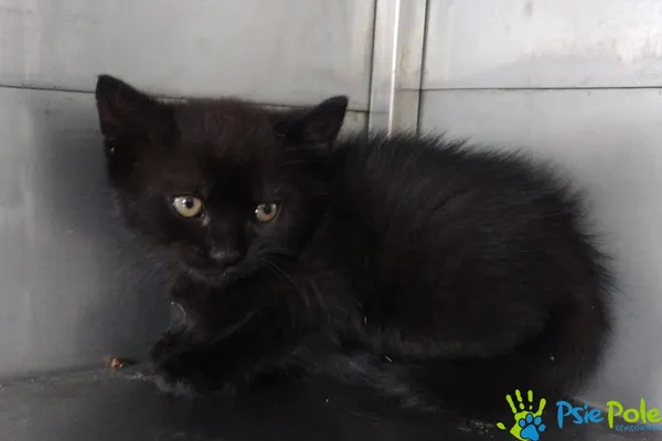 Znaleziono kota, Racławice, 23 maja 2025 (2/2)