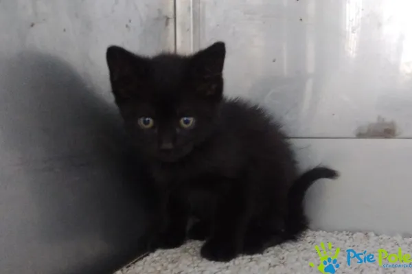 Znaleziono kota, Racławice, 23 maja 2025 (1/3)