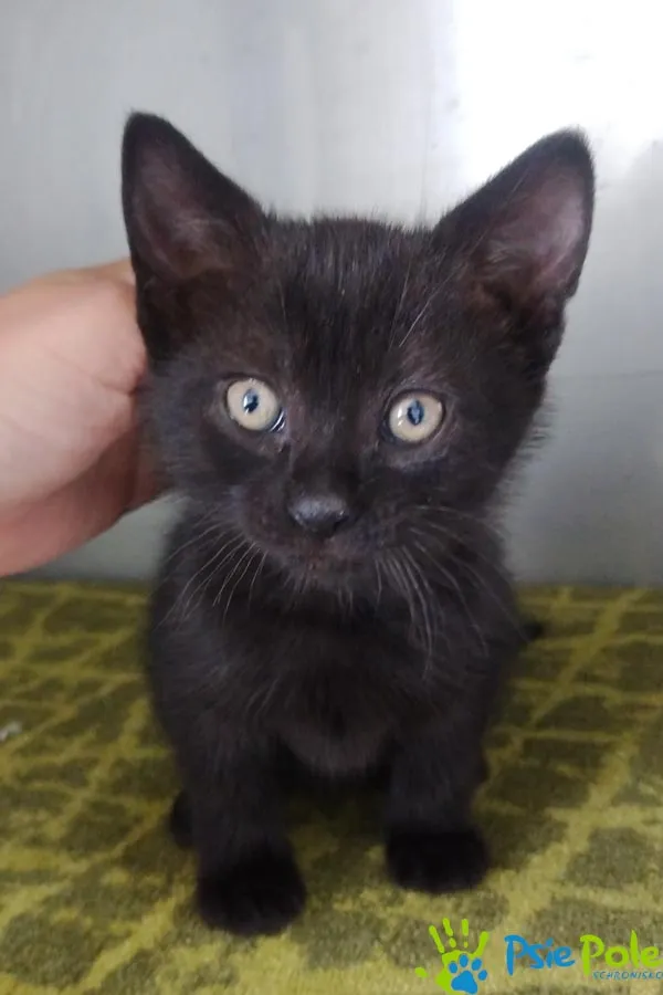 Znaleziono kota, Racławice, 23 maja 2025 (1/3)