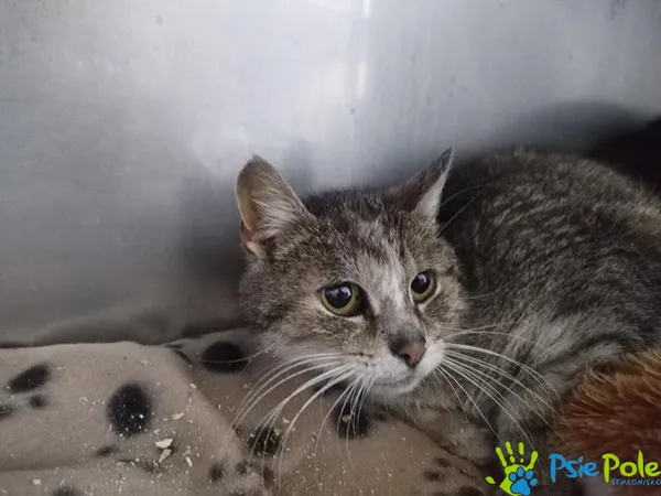 Znaleziono kota, Racławice, 21 maja 2025 (2/5)