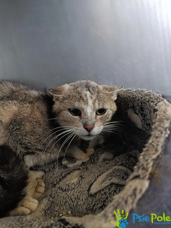 Znaleziono kota, Racławice, 21 maja 2025 (3/5)