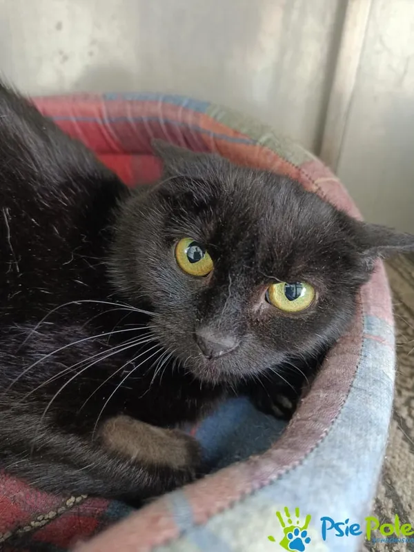 Znaleziono kota, Racławice, 21 maja 2025 (5/5)