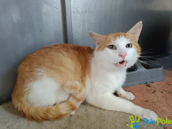 Znaleziono kota, Racławice, 21 maja 2025 (4/5)