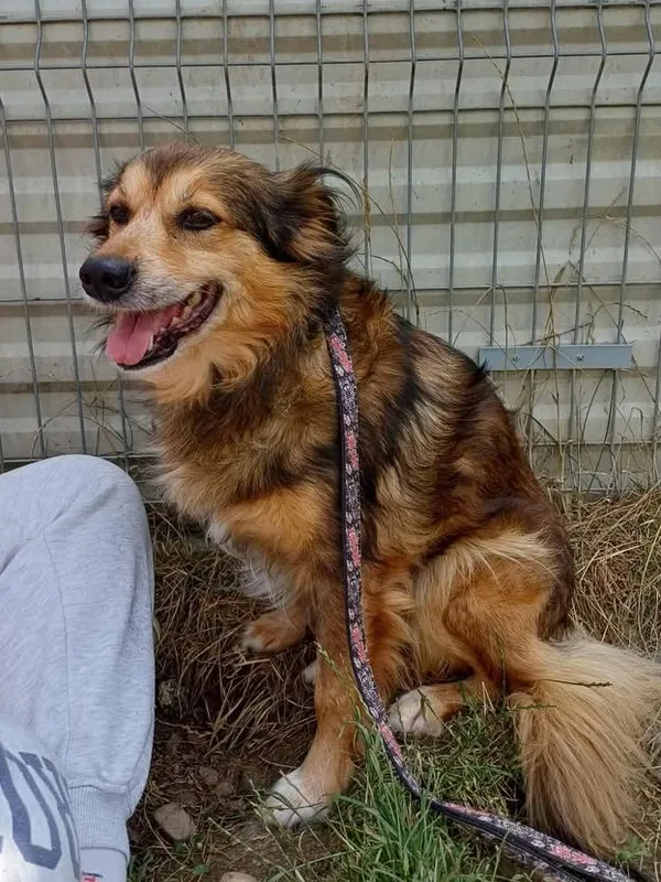 Znaleziono psa, Lublin, 24 maja 2025