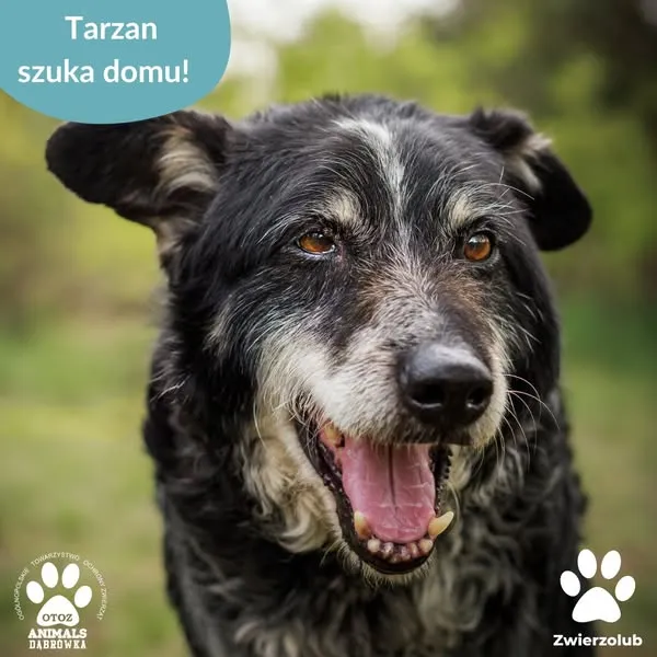 Pies do adopcji, Dąbrówka, 26 maja 2025 (1/5)