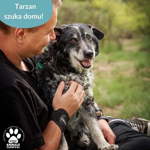 Pies do adopcji, Dąbrówka, 26 maja 2025 (2/5)