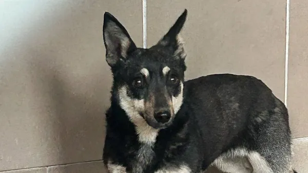 Znaleziono psa, Tatary, 22 maja 2025