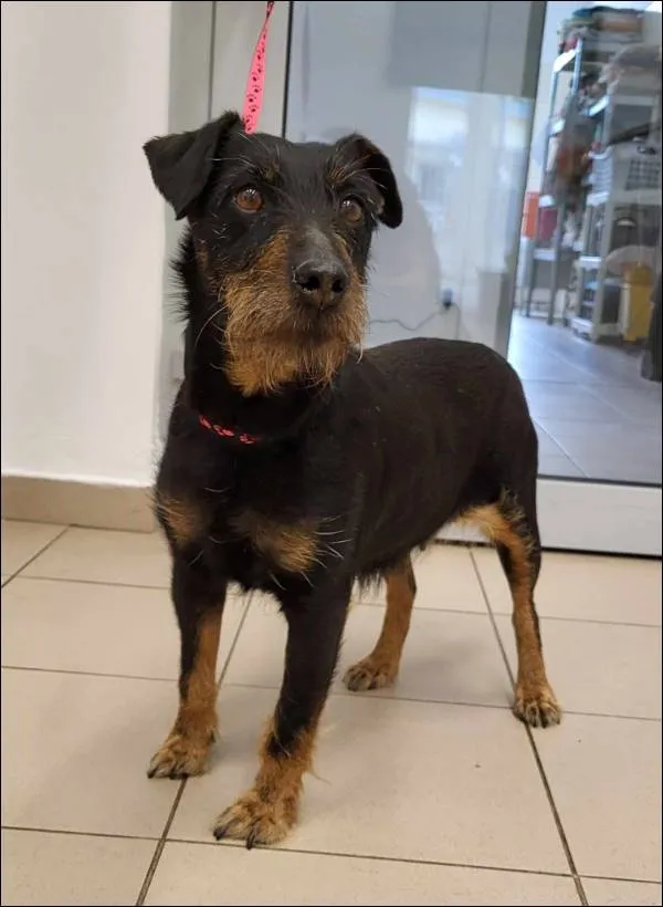 Znaleziono psa, Grudziądz, 26 maja 2025