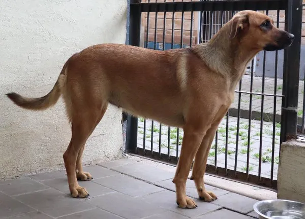 Znaleziono psa, Łódź, 25 maja 2025 (1/2)