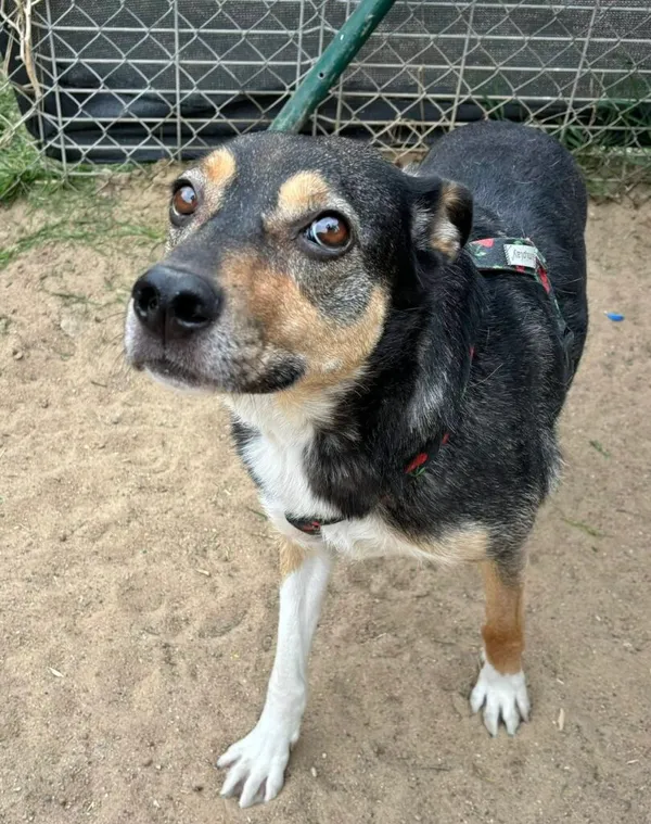 Pies do adopcji, Przyborówko, 26 maja 2025 (1/3)