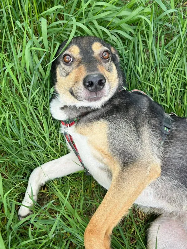 Pies do adopcji, Przyborówko, 26 maja 2025 (2/3)