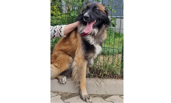 Pies do adopcji, Wrocław, 2 maja 2025