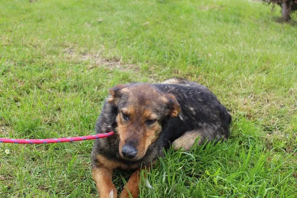 Pies do adopcji, Bełchatów, 17 września 2024 (5/5)