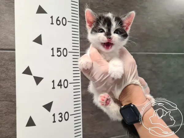 Znaleziono kota, Chełmek, 23 maja 2025