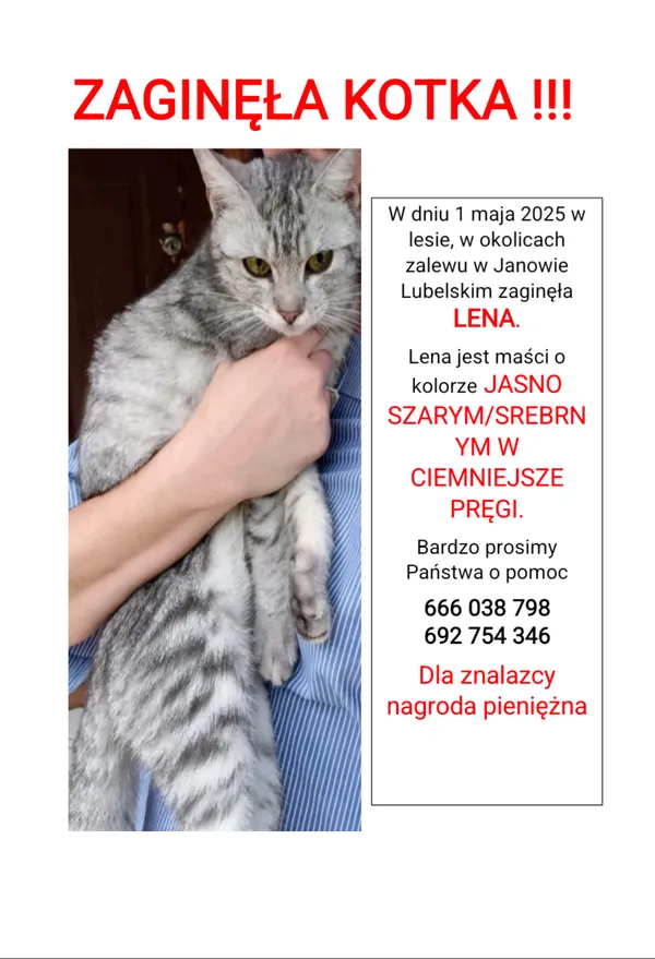 Zaginął kot, Janów Lubelski, 27 maja 2025 (1/2)