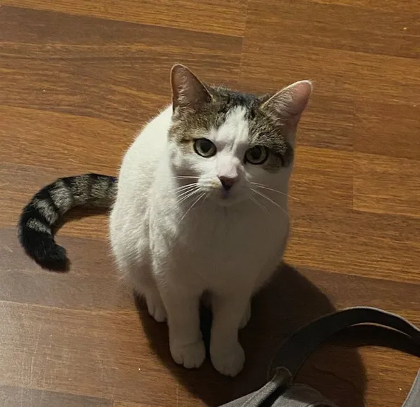 Zaginął kot, Pietrzejowice, 27 maja 2025 (1/3)