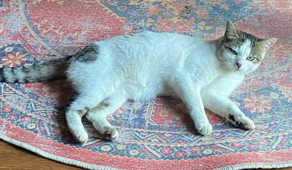 Zaginął kot, Pietrzejowice, 27 maja 2025 (3/3)