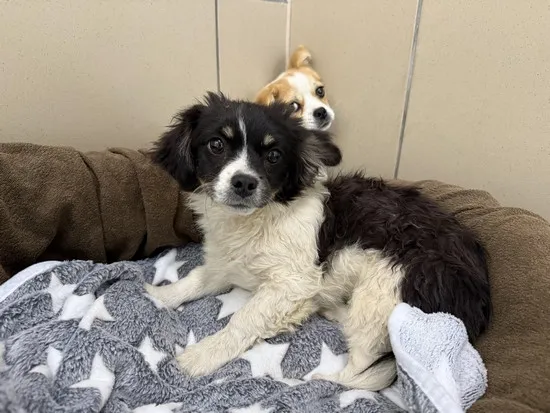 Pies do adopcji, Kraków, 25 maja 2025