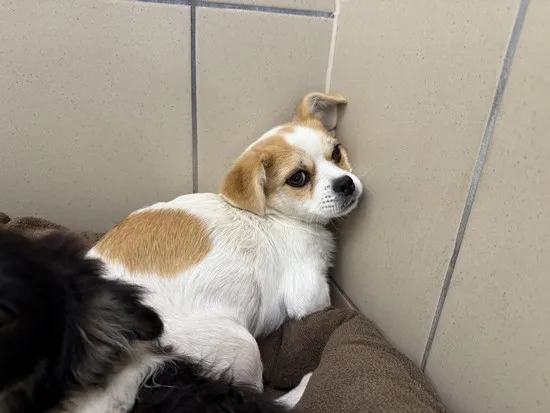 Pies do adopcji, Kraków, 25 maja 2025