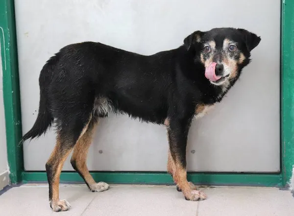 Znaleziono psa, Łódź, 26 maja 2025 (1/4)