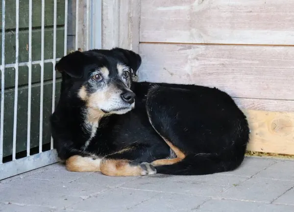 Znaleziono psa, Łódź, 26 maja 2025 (2/4)