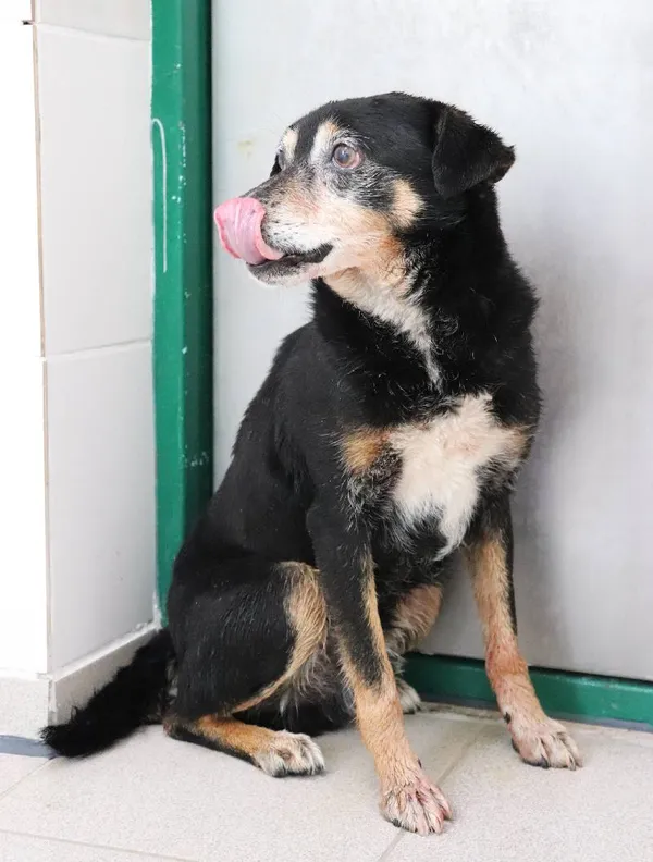 Znaleziono psa, Łódź, 26 maja 2025 (3/4)