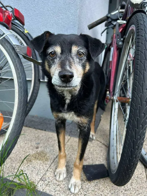 Znaleziono psa, Łódź, 26 maja 2025 (4/4)