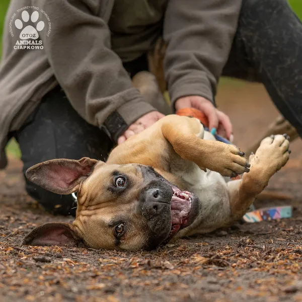 Pies do adopcji, Gdynia, 27 maja 2025 (2/5)