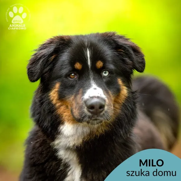 Pies do adopcji, Gdynia, 27 maja 2025 (1/4)