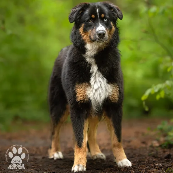 Pies do adopcji, Gdynia, 27 maja 2025 (2/4)