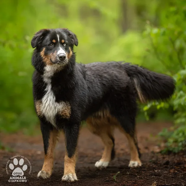 Pies do adopcji, Gdynia, 27 maja 2025 (3/4)