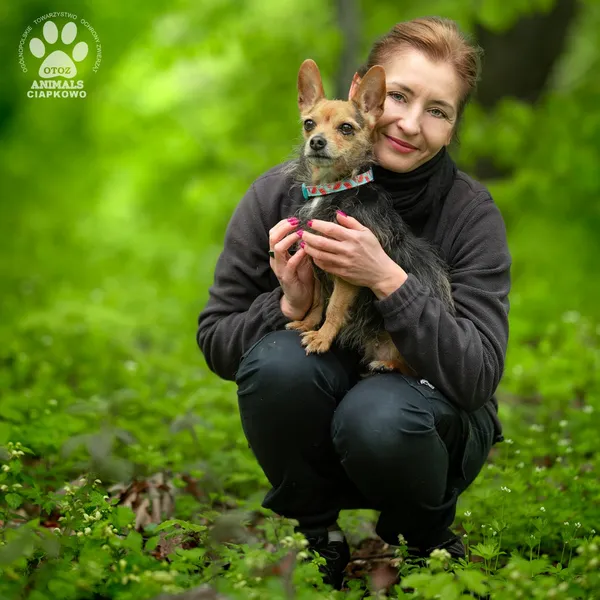 Pies do adopcji, Gdynia, 27 maja 2025 (4/4)