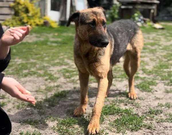 Pies do adopcji, Głowno, 27 maja 2025 (1/2)