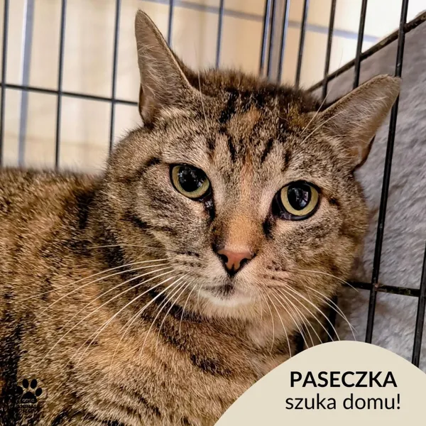 Kot do adopcji, Gdynia, 27 maja 2025 (1/5)