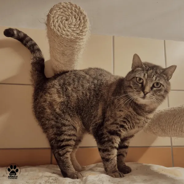 Kot do adopcji, Gdynia, 27 maja 2025 (2/5)