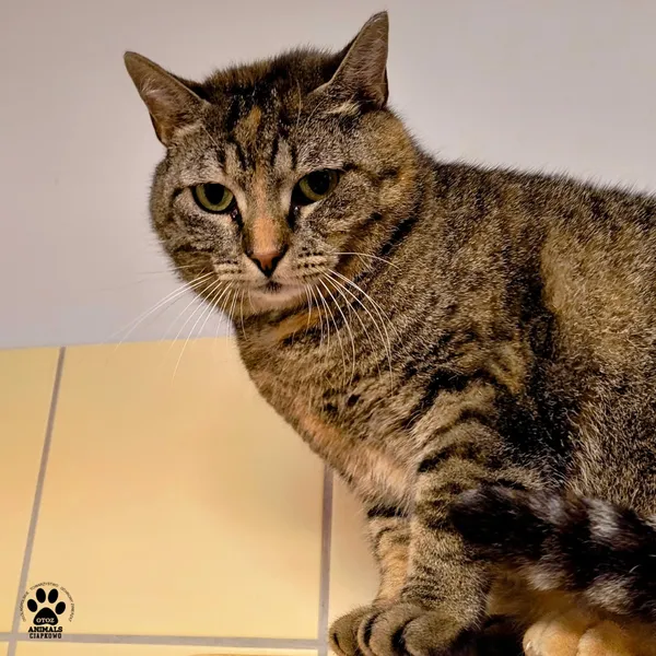 Kot do adopcji, Gdynia, 27 maja 2025 (5/5)