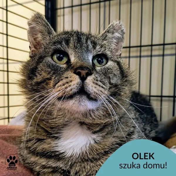 Kot do adopcji, Gdynia, 27 maja 2025 (1/5)